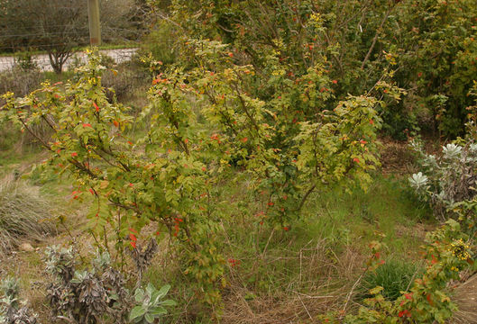 Image of <i>Berberis pinnata</i> ssp. <i>insularis</i>