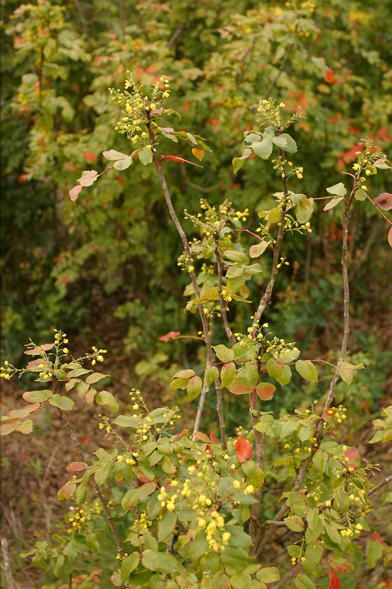 Image de <i>Berberis pinnata</i> ssp. <i>insularis</i>