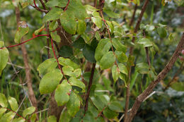 Image of <i>Berberis pinnata</i> ssp. <i>insularis</i>