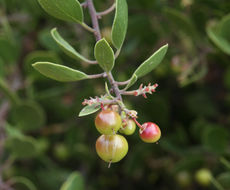 Image of shagbark manzanita