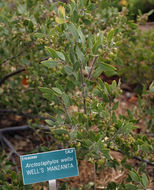 Image of La Panza manzanita