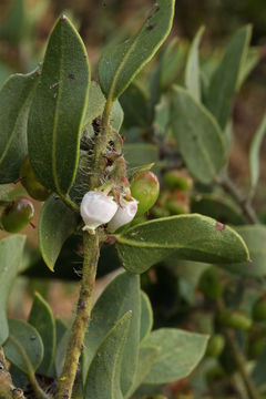 Image of La Panza manzanita