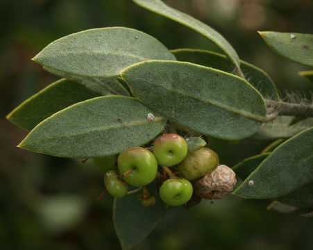 Image of La Panza manzanita