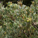 Arctostaphylos obispoensis Eastw. resmi