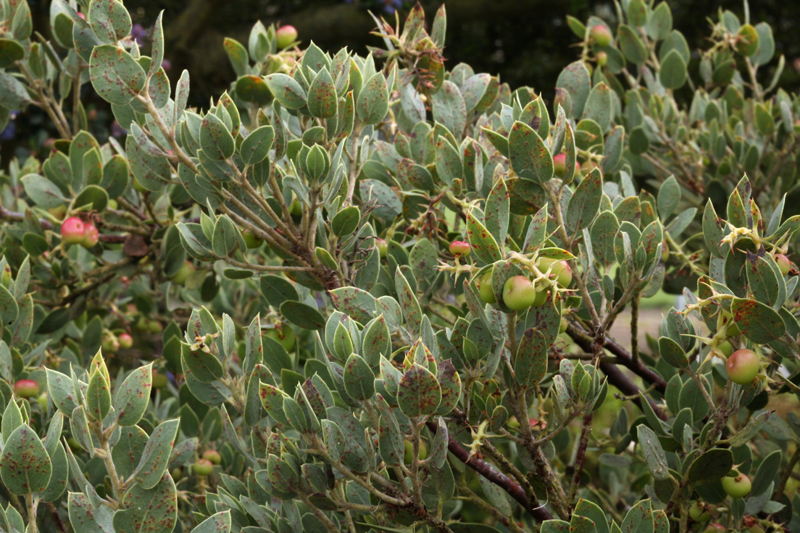 Image of serpentine manzanita