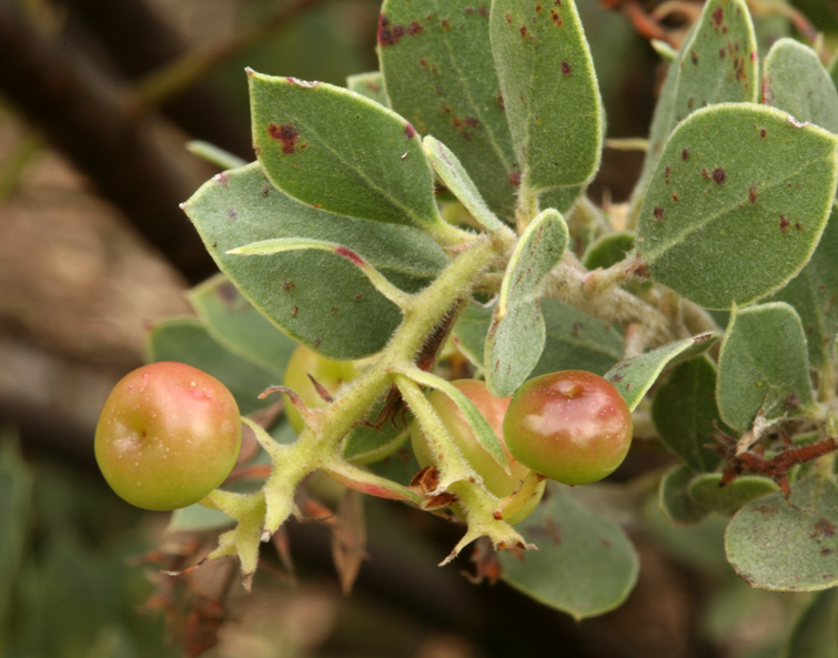 Image of serpentine manzanita