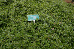 Image of <i>Ceanothus <i>thyrsiflorus</i></i> var. thyrsiflorus