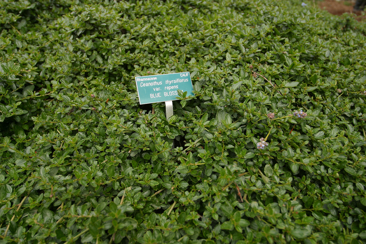 Image of <i>Ceanothus <i>thyrsiflorus</i></i> var. thyrsiflorus