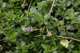 Image of <i>Ceanothus <i>thyrsiflorus</i></i> var. thyrsiflorus