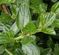 Image of <i>Ceanothus <i>thyrsiflorus</i></i> var. thyrsiflorus
