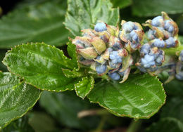 Image of <i>Ceanothus <i>thyrsiflorus</i></i> var. thyrsiflorus