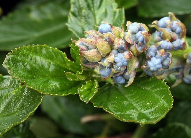 Image of <i>Ceanothus <i>thyrsiflorus</i></i> var. thyrsiflorus