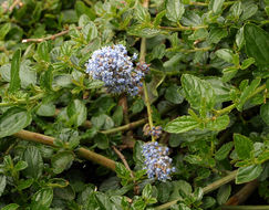 Image of <i>Ceanothus <i>thyrsiflorus</i></i> var. thyrsiflorus