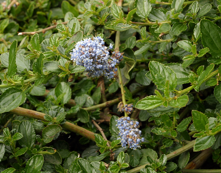 Image of <i>Ceanothus <i>thyrsiflorus</i></i> var. thyrsiflorus