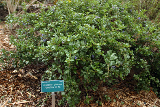 Imagem de Ceanothus gloriosus Howell