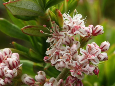 Image of California Buckwheat