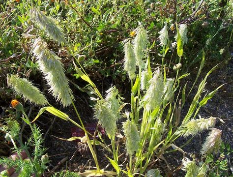 Lamarckia aurea (L.) Moench resmi