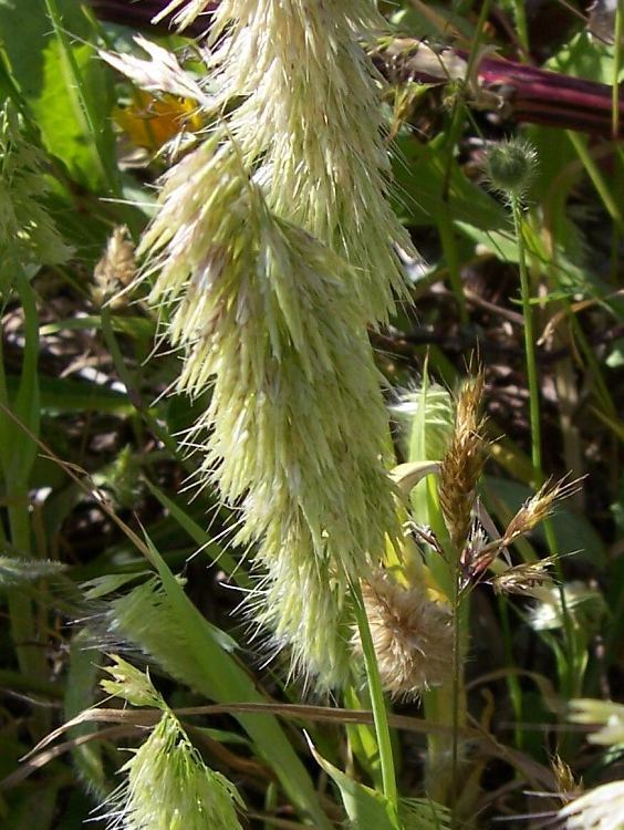 Lamarckia aurea (L.) Moench resmi