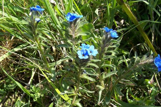 Image of alkanet