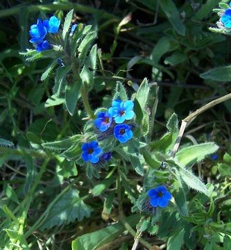 Image of alkanet