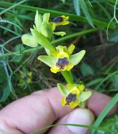Image of <i>Ophrys lutea</i> ssp. <i>minor</i>
