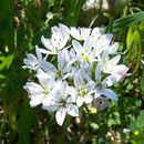 Allium trifoliatum Cirillo的圖片