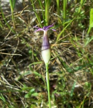 صورة Petrorhagia prolifera (L.) P. W. Ball & Heywood