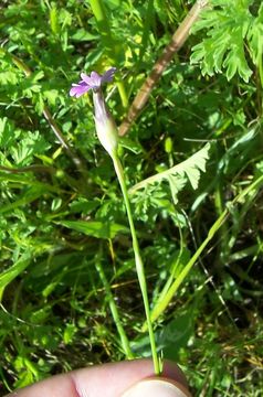 صورة Petrorhagia prolifera (L.) P. W. Ball & Heywood