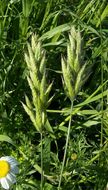 Bromus ferronii Mabille的圖片