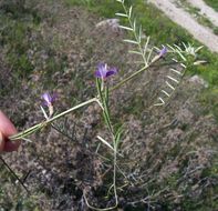 Image of wandering vetch