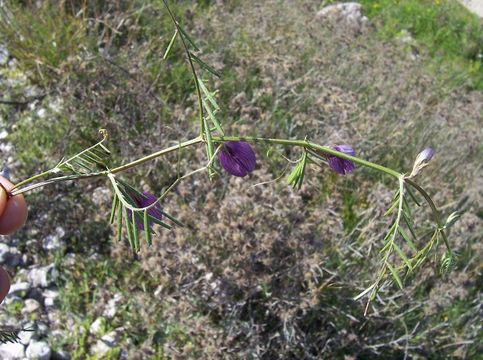 Image of wandering vetch