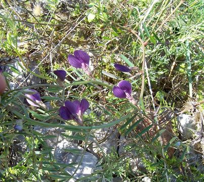 Image of wandering vetch