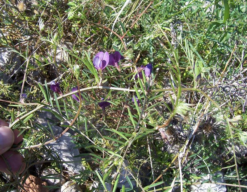 Image of wandering vetch