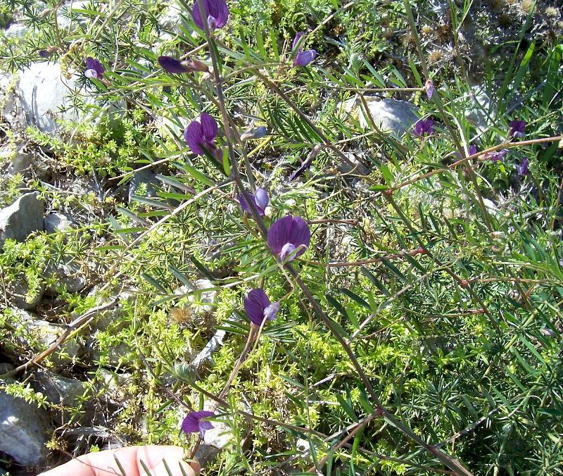 Image of wandering vetch