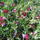 Imagem de Lathyrus clymenum L.