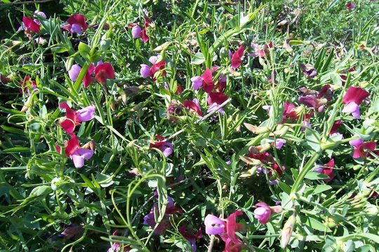 Imagem de Lathyrus clymenum L.