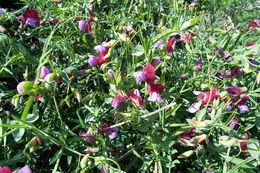 Imagem de Lathyrus clymenum L.