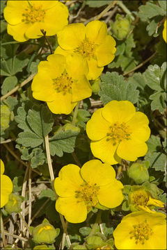 Image of abbotswood potentilla