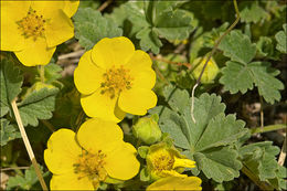 Image of abbotswood potentilla