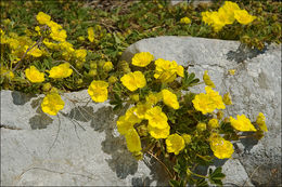 Image of abbotswood potentilla