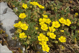 Image of abbotswood potentilla