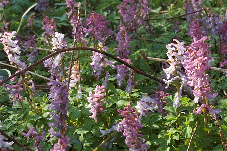 Слика од Corydalis cava (L.) Schweigger & Koerte