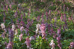 Слика од Corydalis cava (L.) Schweigger & Koerte