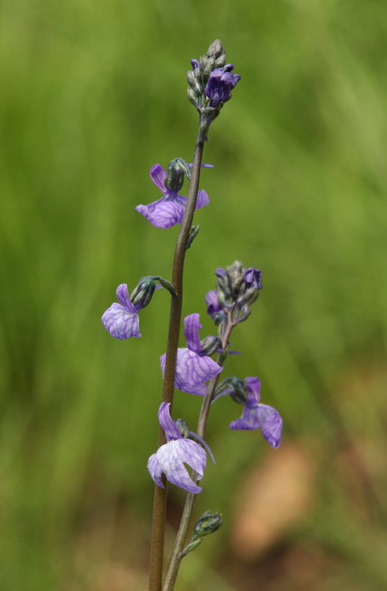 Image of Texas toadflax