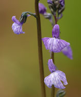 Image of Texas toadflax