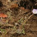 Image of Douglas' phacelia