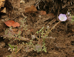 Image of Douglas' phacelia