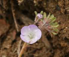 Image of Douglas' phacelia