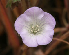 Image of Douglas' phacelia