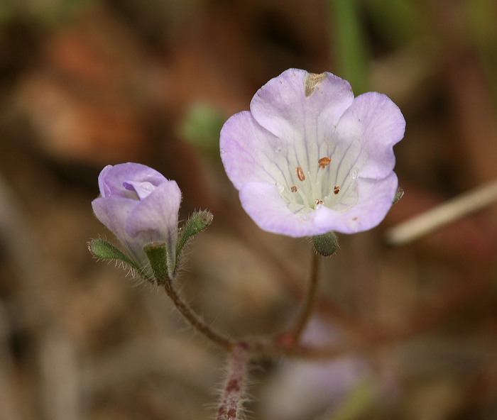 Image of Douglas' phacelia